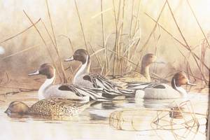 lot 17 image: Afternoon Pintail By Richard Clifton Art Print