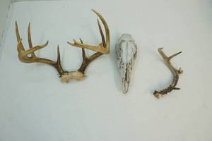 Whitetail parts