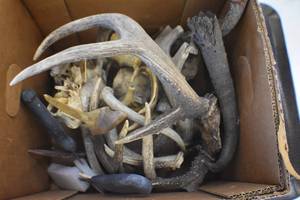 Deer Antlers