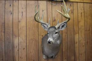 Deer Mount
