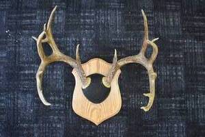 Deer Anler Mount