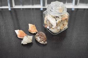 Sea Shells