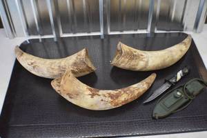 Bull HornsSurvival Knife