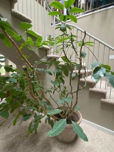 lot 92 image: Large House Plant