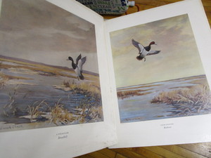 Duck Prints