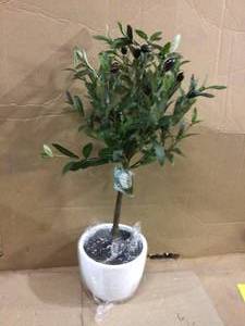 lot 11 image: FLORA BUNDA 12H  plant in 4.75 Pueblo Cement Pot (customer return) (see pictures)  