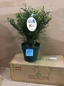 lot 98 image: 24 in. Argentea Artificial Plant in Round Green Growers Pot by National Tree Company (customer return) (see pictures) 