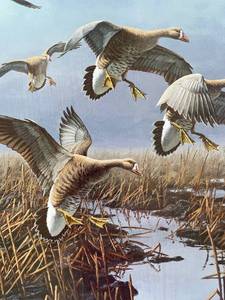 lot 28 image: Large, Shrink Wrapped, Wildlife art print signed and numbered in Mint condition. 