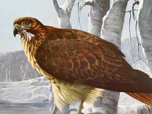 lot 14 image: Large Shrink wrapped Wildlife art print signed and numbered in Mint condition.