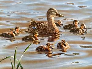 lot 17 image: Wildlife art print signed and numbered in Mint condition. 