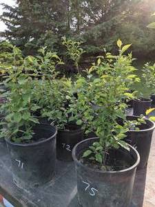 lot 75 image: 1.5 - 2 foot  Sargent Crabapple