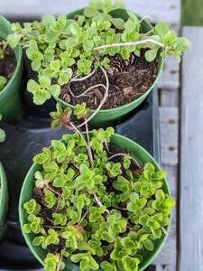 lot 233 image: 1 quart Golden Carpet Sedum, Lot of 2