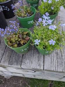 lot 247 image: 1 quart Purple Creeping Phlox & Ajuga Carpet Bugle, Lot of 2