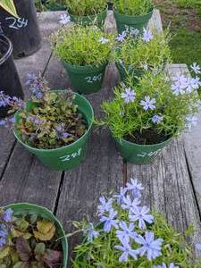 lot 248 image: 1 quart Purple Creeping Phlox & Ajuga Carpet Bugle, Lot of 2