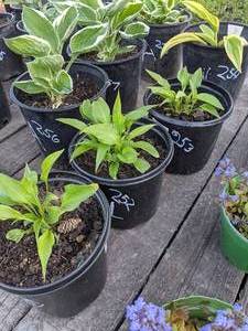 lot 251 image: 1.5 gallon Hosta Lancifolia