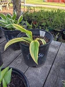 lot 254 image: 2 gallon Hosta Montana