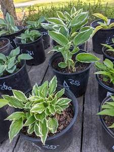 lot 255 image: 2 gallon Hosta Albomarginata