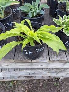 lot 259 image: 2 gallon Hosta Sun Power