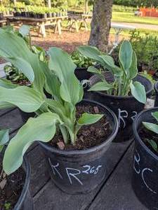 lot 265 image: 2 gallon Hosta Krossa Regal