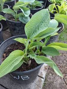 lot 267 image: 2 gallon Hosta Wide Brim