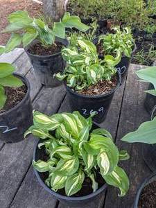 lot 268 image: 2 gallon Hosta Undulata