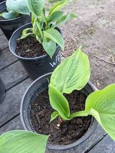 lot 271 image: 2 gallon Hosta Sum & Substance