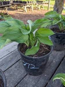 lot 272 image: 2 gallon Hosta Great Expectations