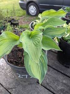 lot 273 image: 2 gallon Hosta Great Expectations