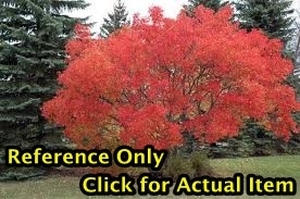 lot 61 image: 1 - 1.5 foot Amur Maple