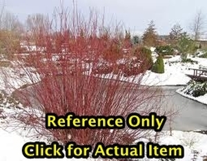 lot 77 image: 2 - 2.5 foot Redtwig Dog