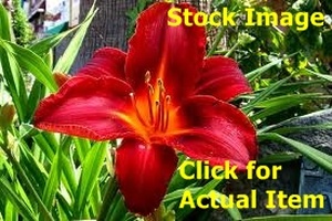 lot 193 image: 2 gallon Red Daylily