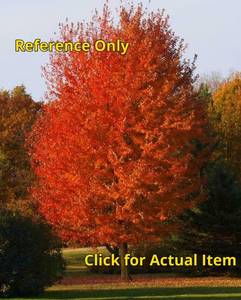 lot 118 image: 2.5 - 3 foot Autumn Blaze Maple