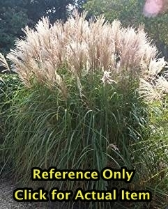 lot 228 image: 2 gallon Pampas Grass (Miscanthus)