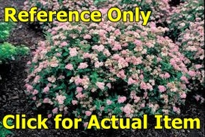 lot 121 image: 2 gallon (1 foot) Little Princess Spirea