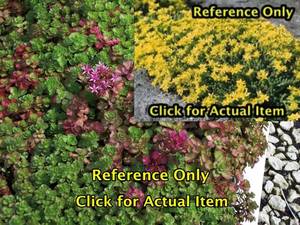 lot 231 image: 1 quart Sedum, Lot of 2