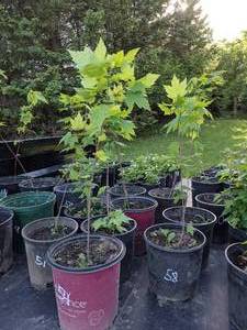 lot 52 image: 2 foot Red Maple