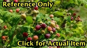 lot 99 image: 1 foot Heritage Raspberry