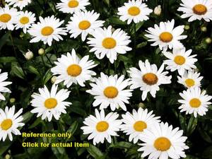 lot 133 image: 1 gallon Shasta Daisy