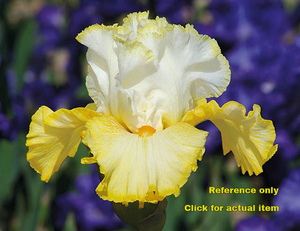 lot 155 image: 2 gallon YellowWhite Bearded Iris