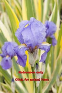 lot 168 image: 1.5 gallon Variegated Iris
