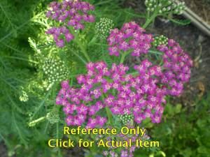 lot 212 image: 1.5 gallon Pink Yarrow