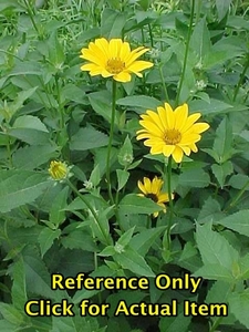 lot 219 image: 2 gallon Heliopsis, Perennial Sunflower