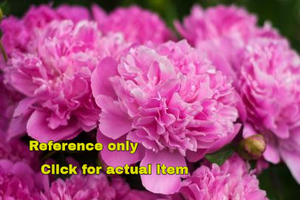 lot 221 image: 2 gallon Dark Pink Peony