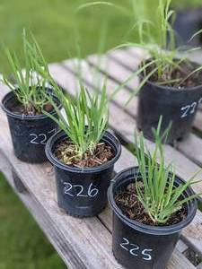 lot 226 image: 1 gallon Garlic Chives