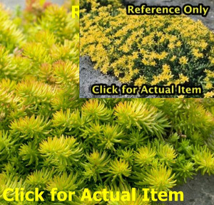 lot 234 image: 1 quart Sedum, Lot of 2