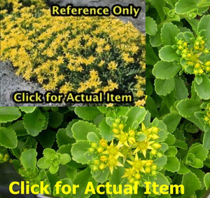 lot 236 image: 1 quart Sedum, Lot of 2