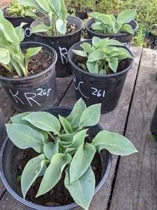 lot 262 image: 2 gallon Blue Cadet