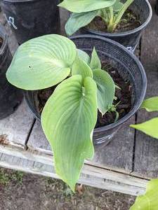lot 264 image: 2 gallon Blue Angel