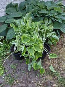 lot 276 image: 1 gallon Hosta Golden Tiara