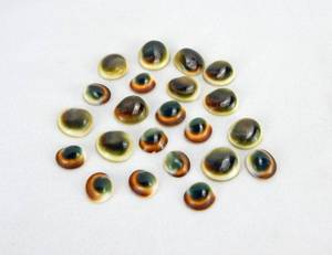 lot 83 image: Lot of Shiva Eyes - Cats Eyes Shells